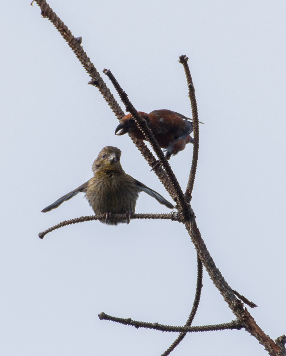 Red Crossbill - ML610128445