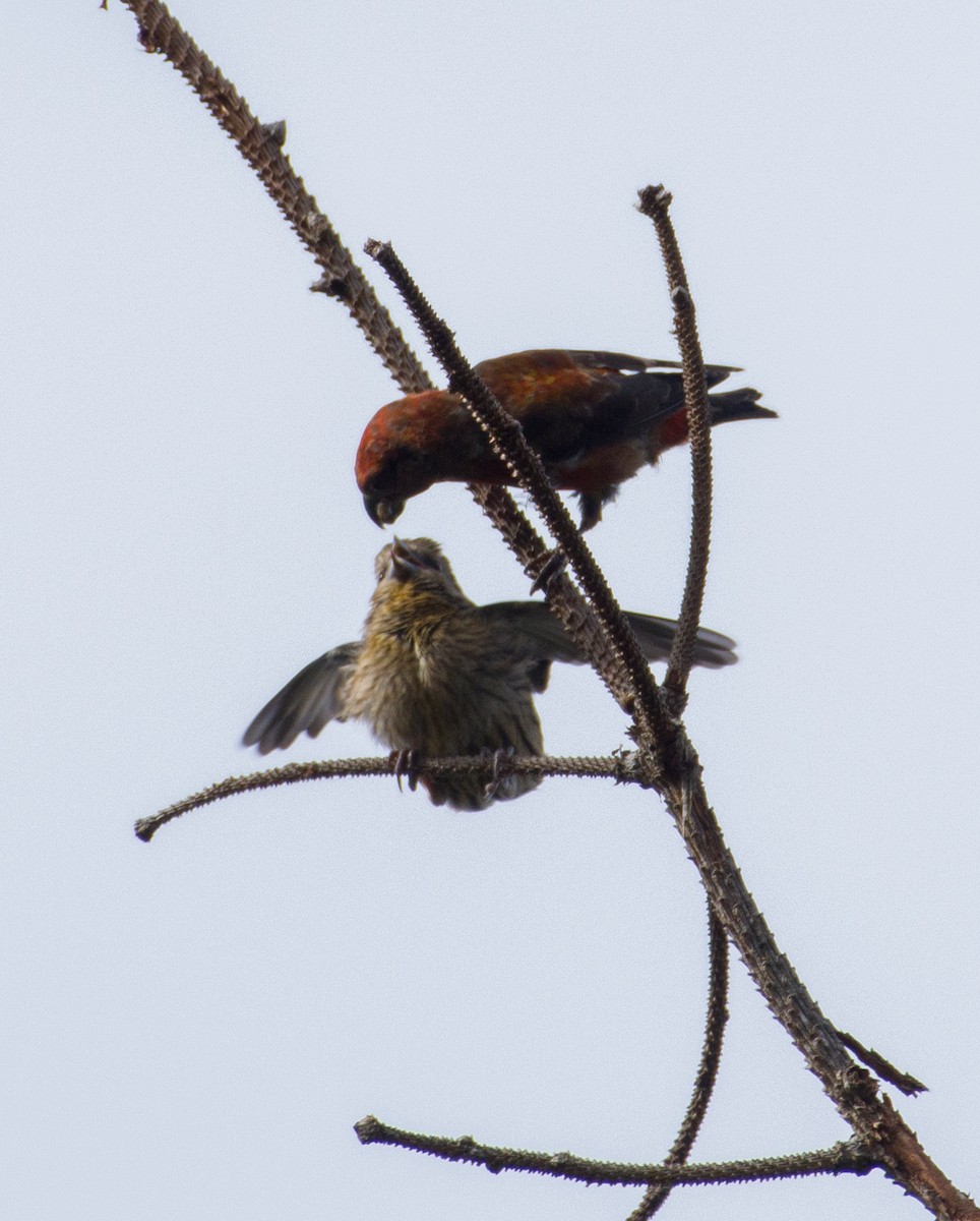 Red Crossbill - ML610128446