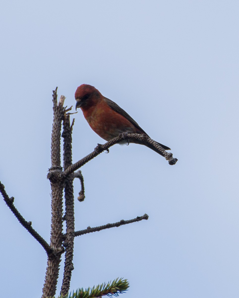 Red Crossbill - ML610128448