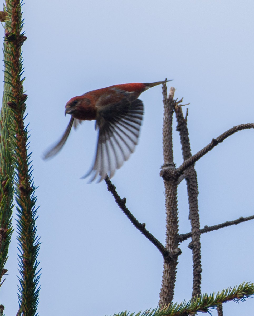 Red Crossbill - ML610128449