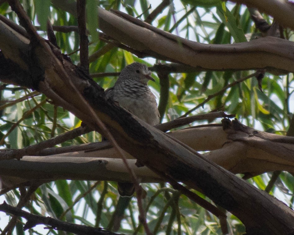 Common Ground Dove - ML610128478