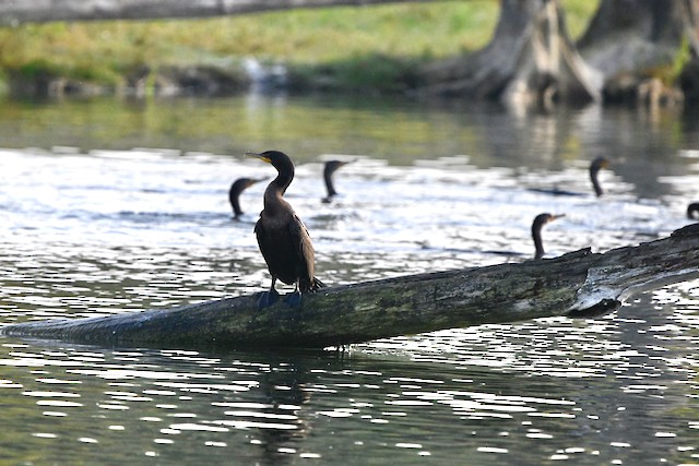 Double-crested Cormorant - Cliff Hodge