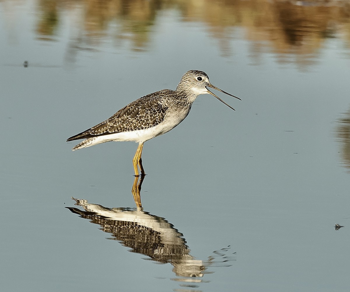 Greater Yellowlegs - Albert Linkowski