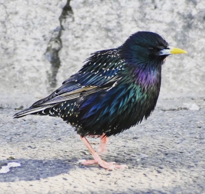 European Starling - ML610128860