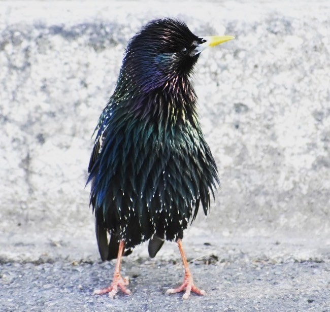 European Starling - Lissa Ryan