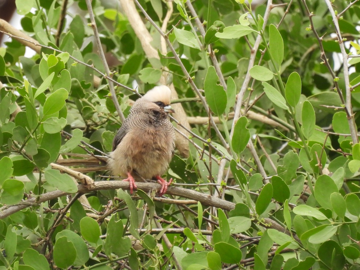 Pájaro Ratón Cabeciblanco - ML610128982