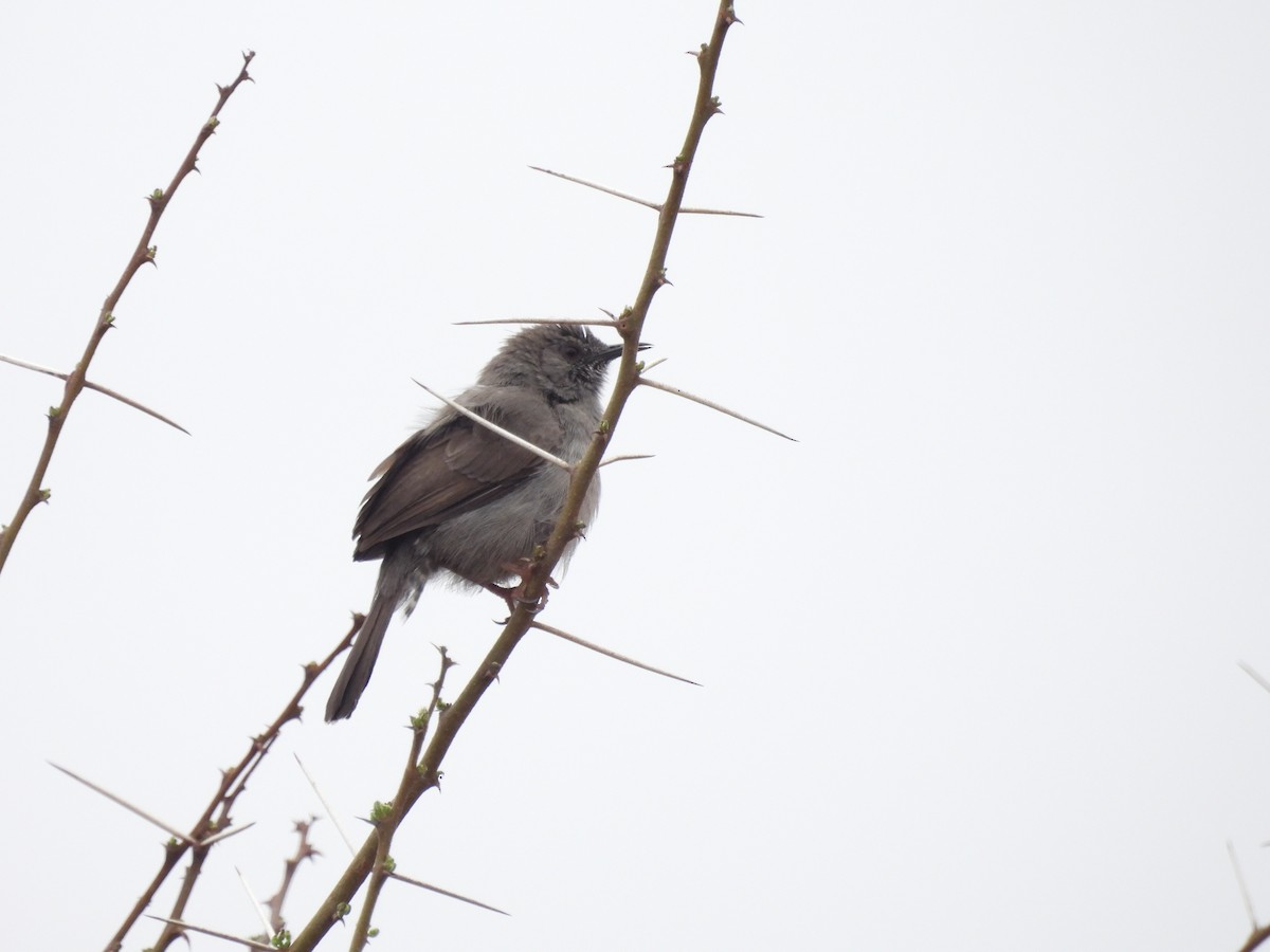 Camaróptera Sencilla - ML610128983