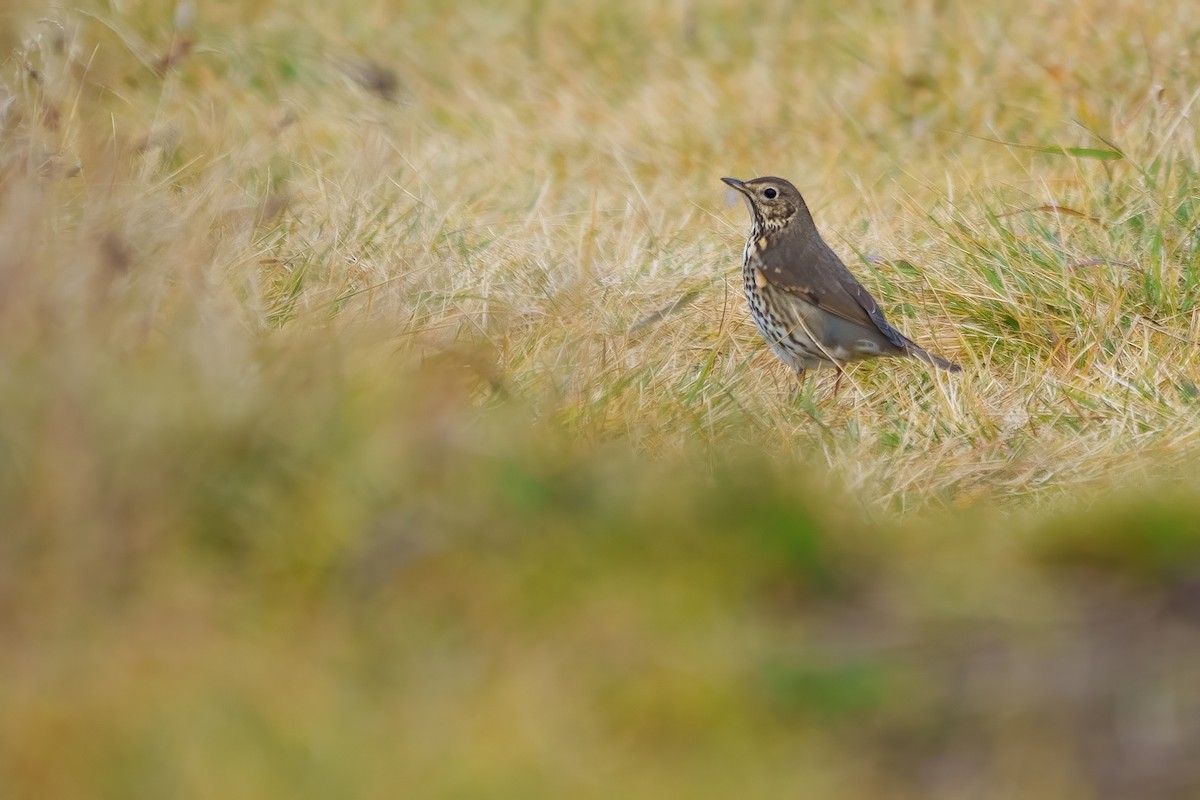 Song Thrush - ML610129024