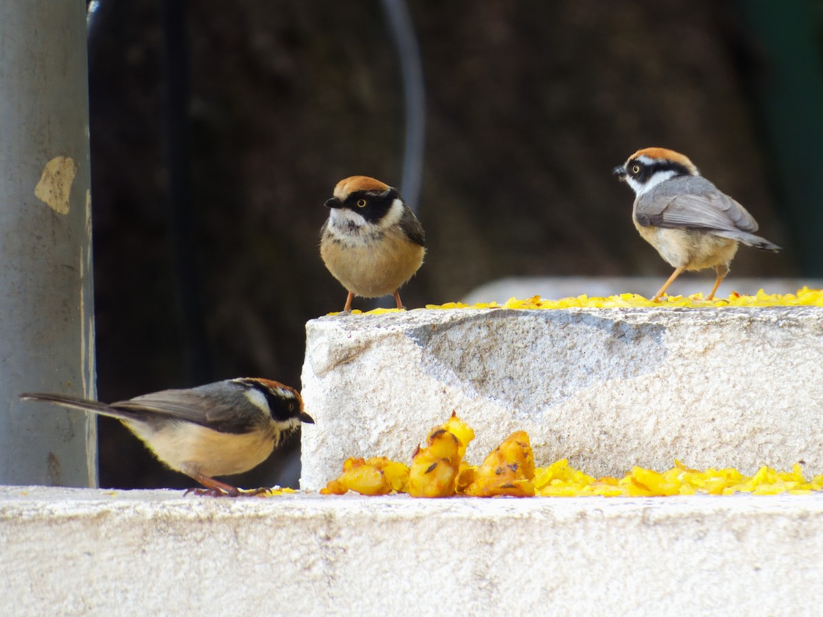 Black-throated Tit - ML610129026