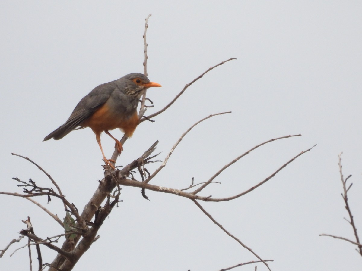 African Bare-eyed Thrush - ML610129047