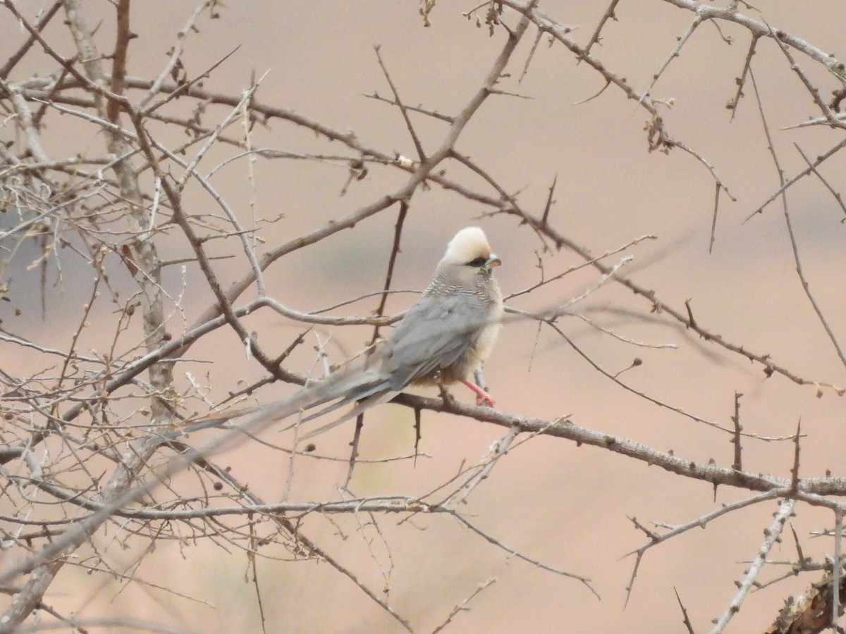 White-headed Mousebird - ML610129065