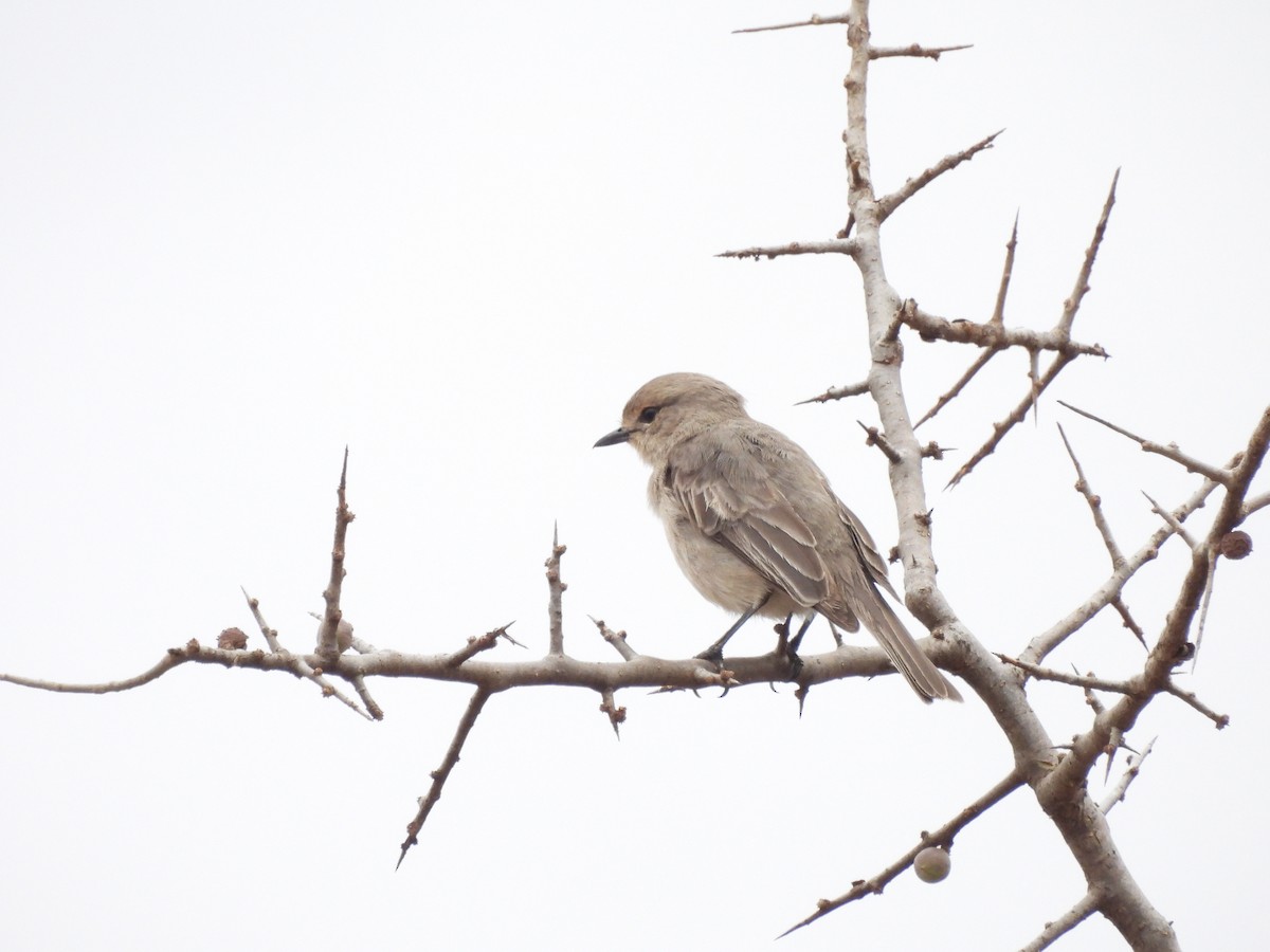 African Gray Flycatcher - ML610129075