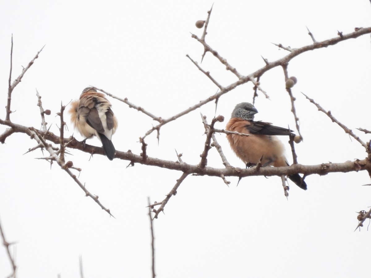 Gray-headed Silverbill - ML610129085