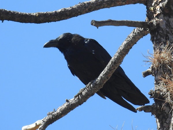 Common Raven - ML610129171