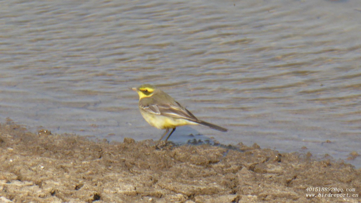 Eastern Yellow Wagtail - ML610129373