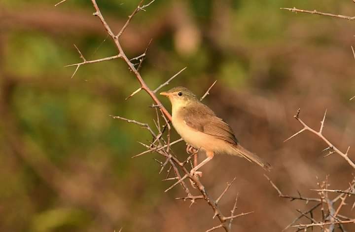 Thick-billed Warbler - ML610129553