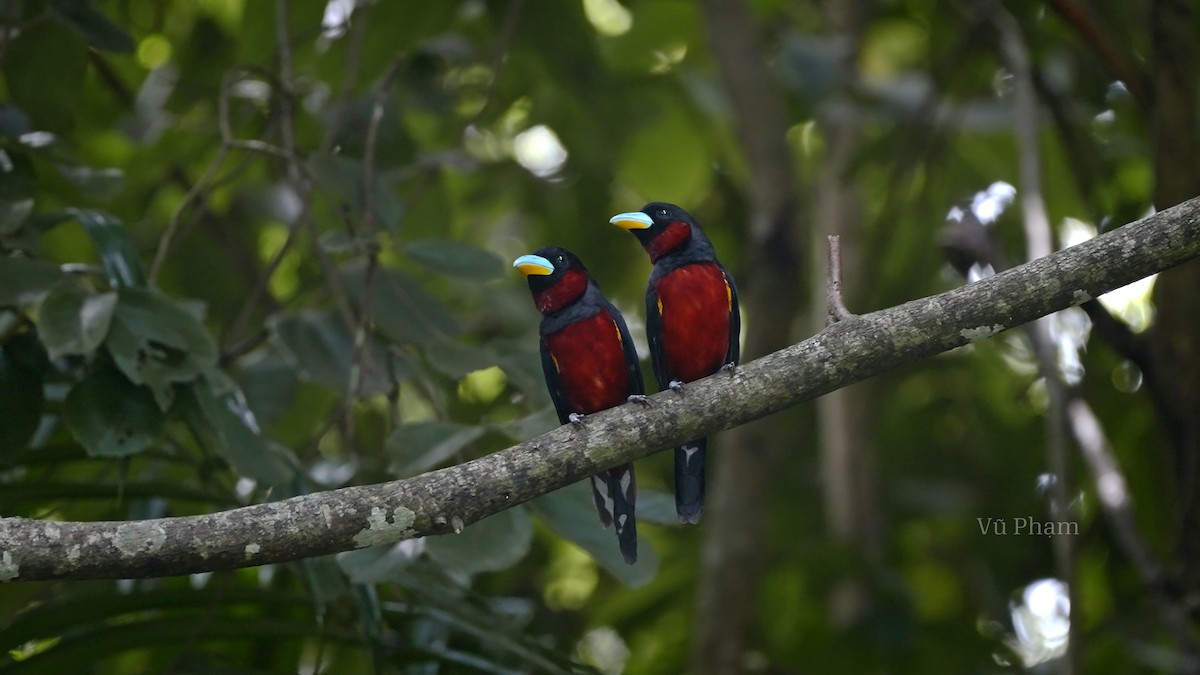 Black-and-red Broadbill - ML610129579