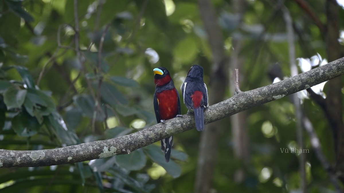 Black-and-red Broadbill - ML610129580