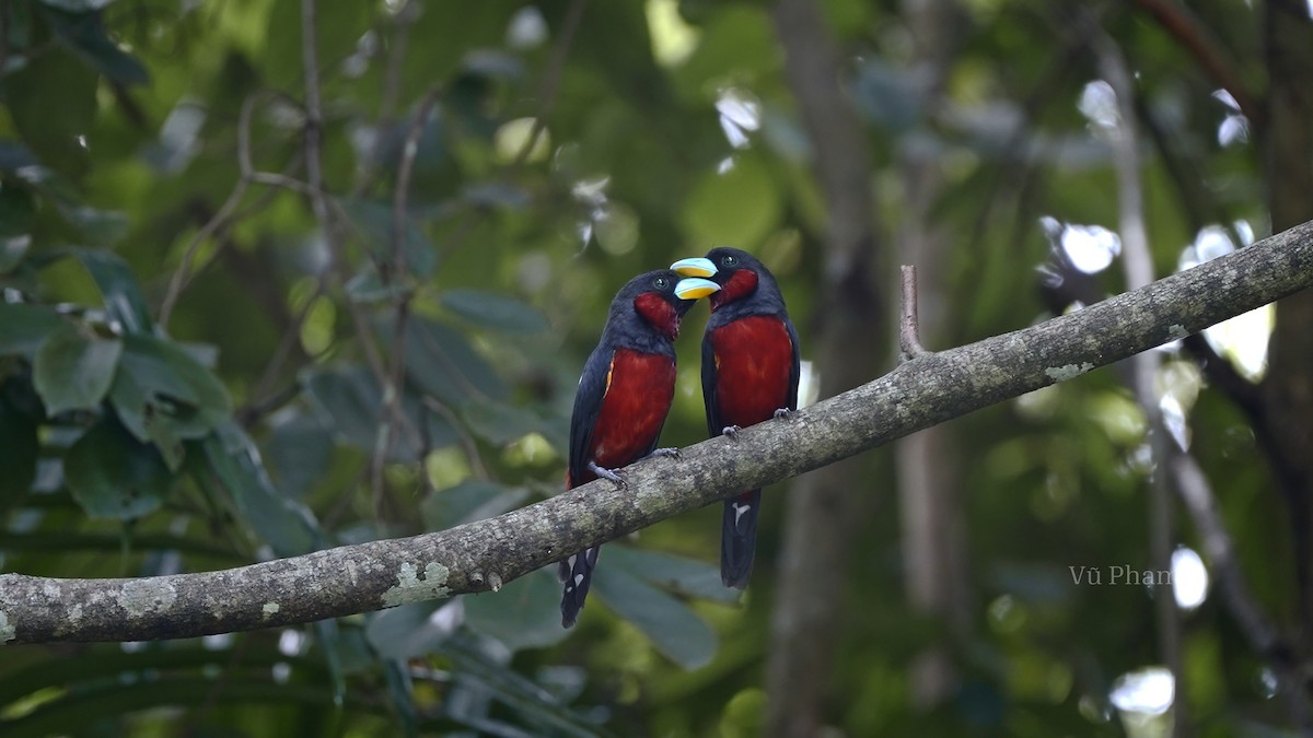 Black-and-red Broadbill - ML610129582