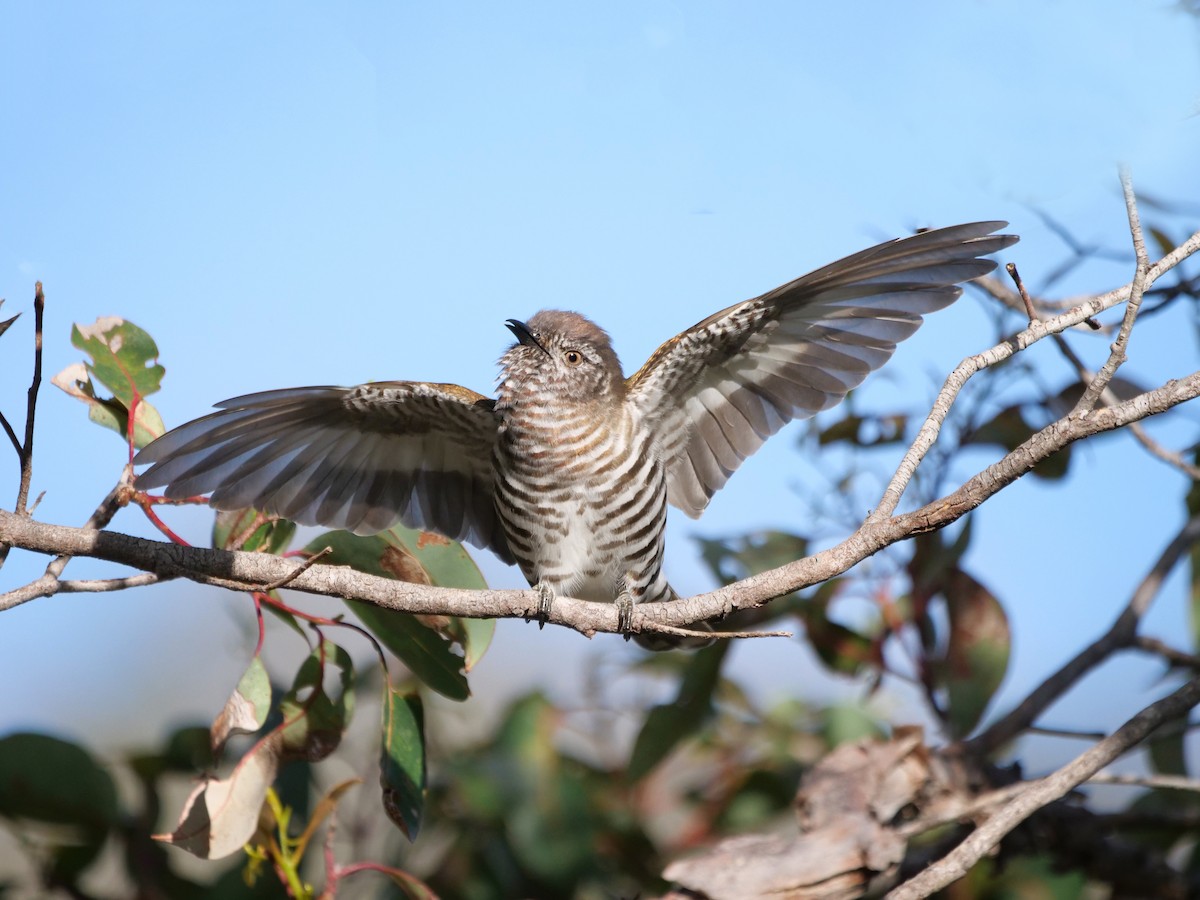 Shining Bronze-Cuckoo - ML610129593