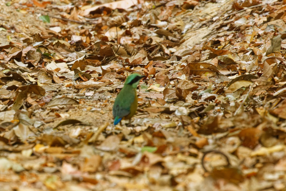 Bar-bellied Pitta - ML610129670