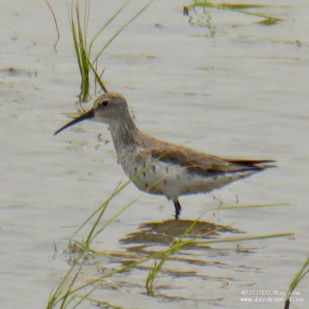 Curlew Sandpiper - ML610129775