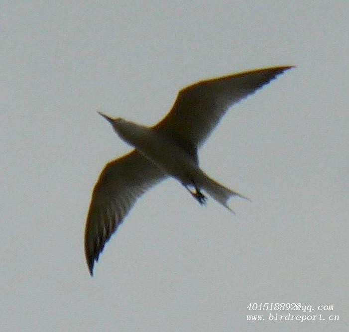 Gull-billed Tern - Steve Lei