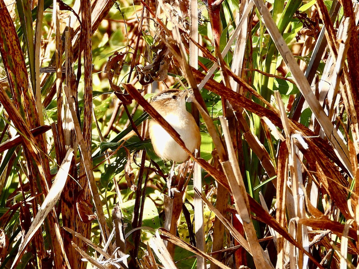 Marsh Wren - AiLeng Chan