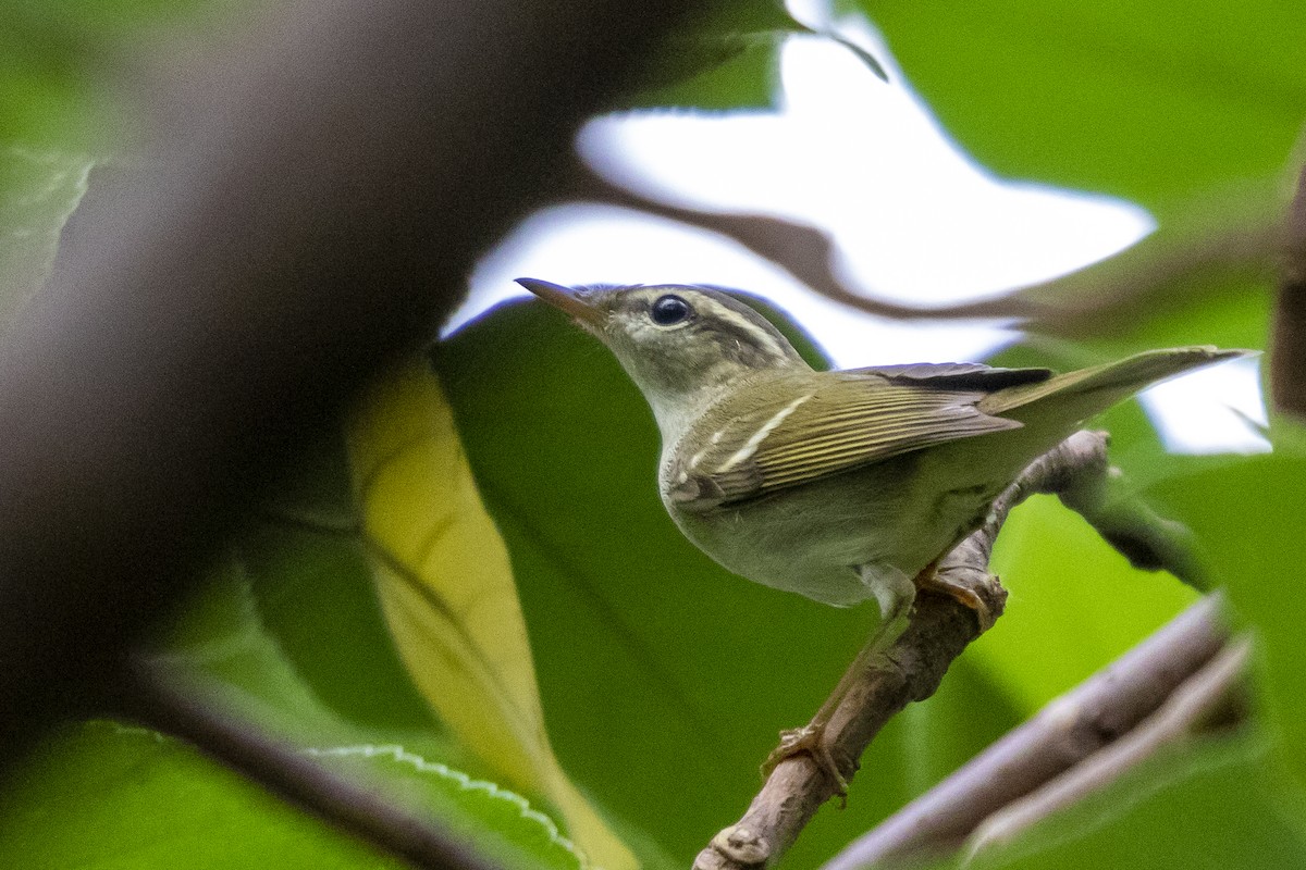 Two-barred Warbler - 任謙 黃