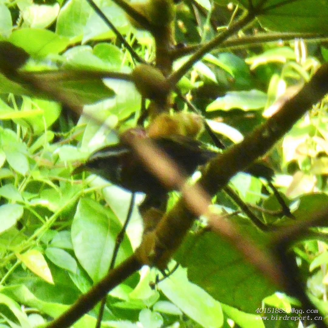 Streak-breasted Scimitar-Babbler - ML610129960