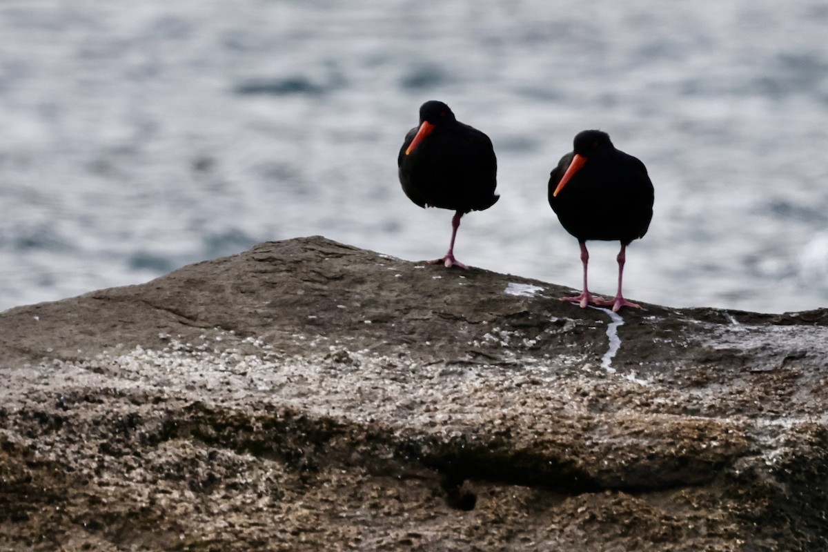 Variable Oystercatcher - ML610129980