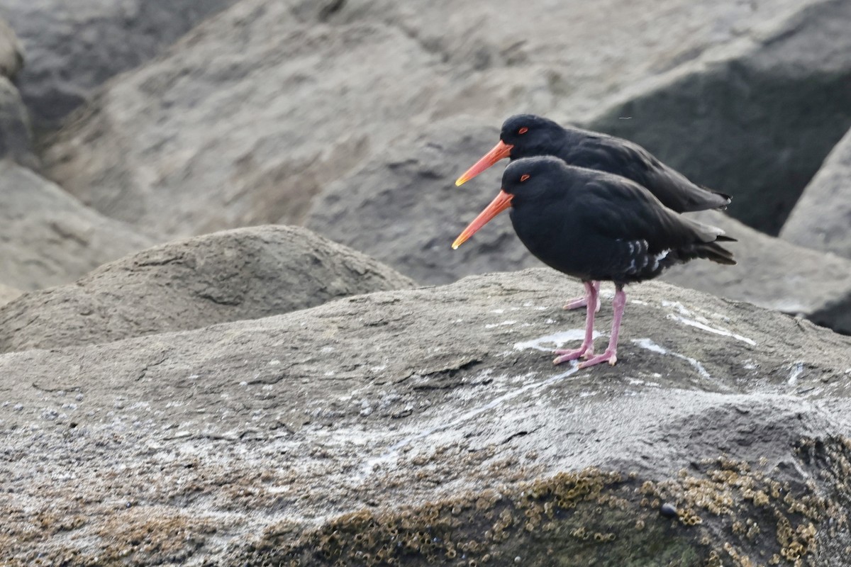 Variable Oystercatcher - ML610129981