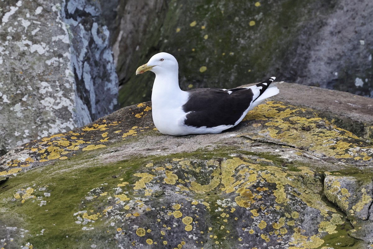 Kelp Gull - ML610129988