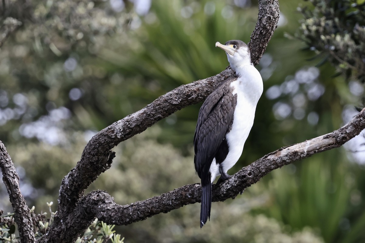 Pied Cormorant - ML610130003