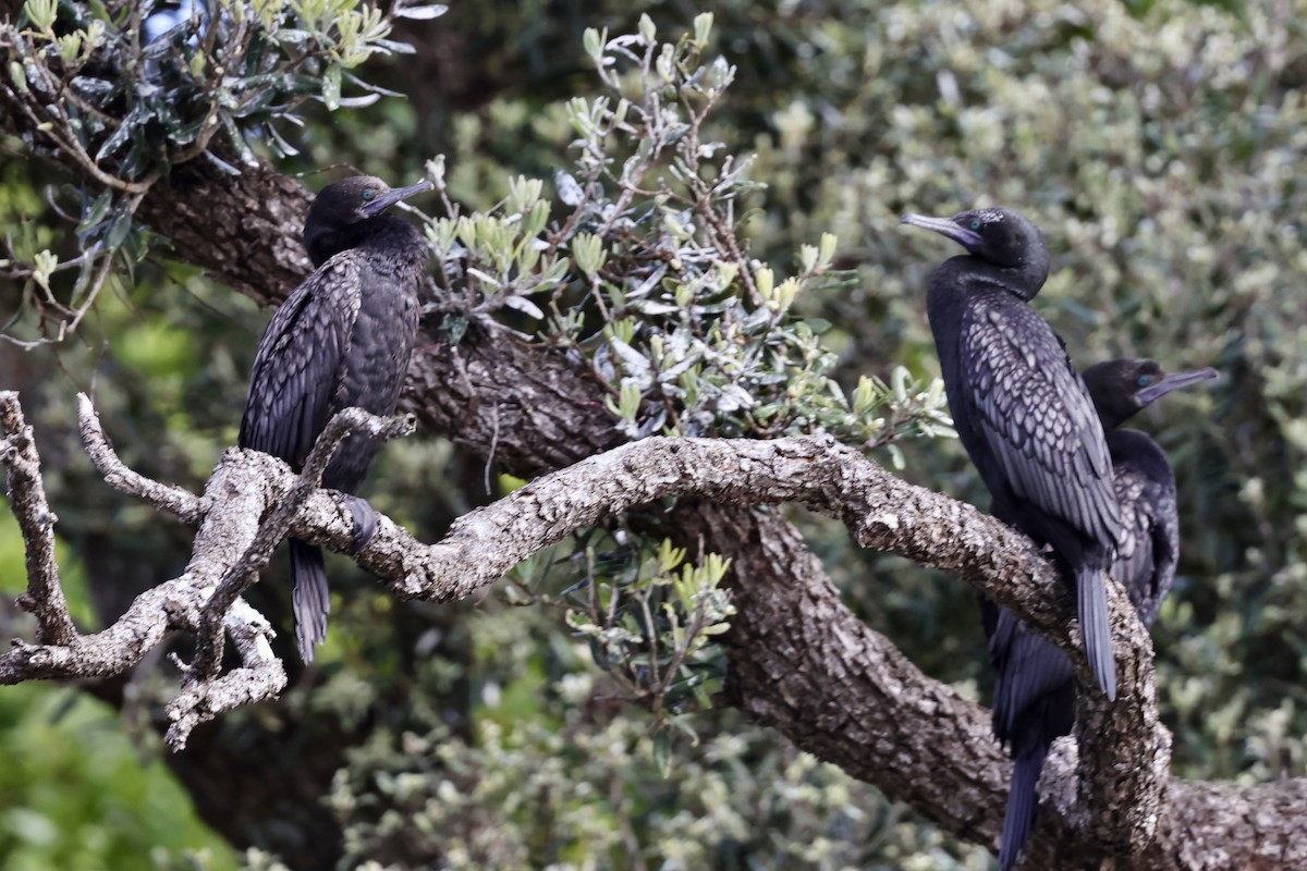 Little Black Cormorant - ML610130008