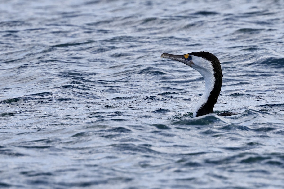 Pied Cormorant - ML610130010