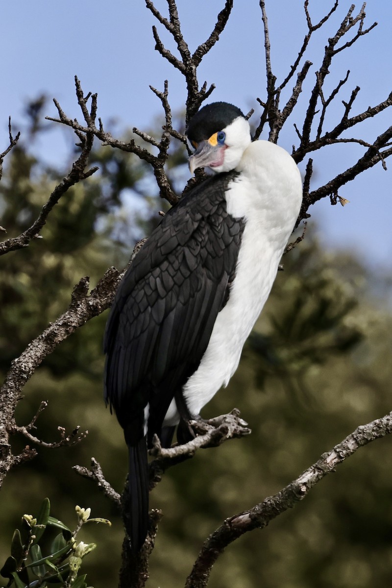 Pied Cormorant - ML610130011