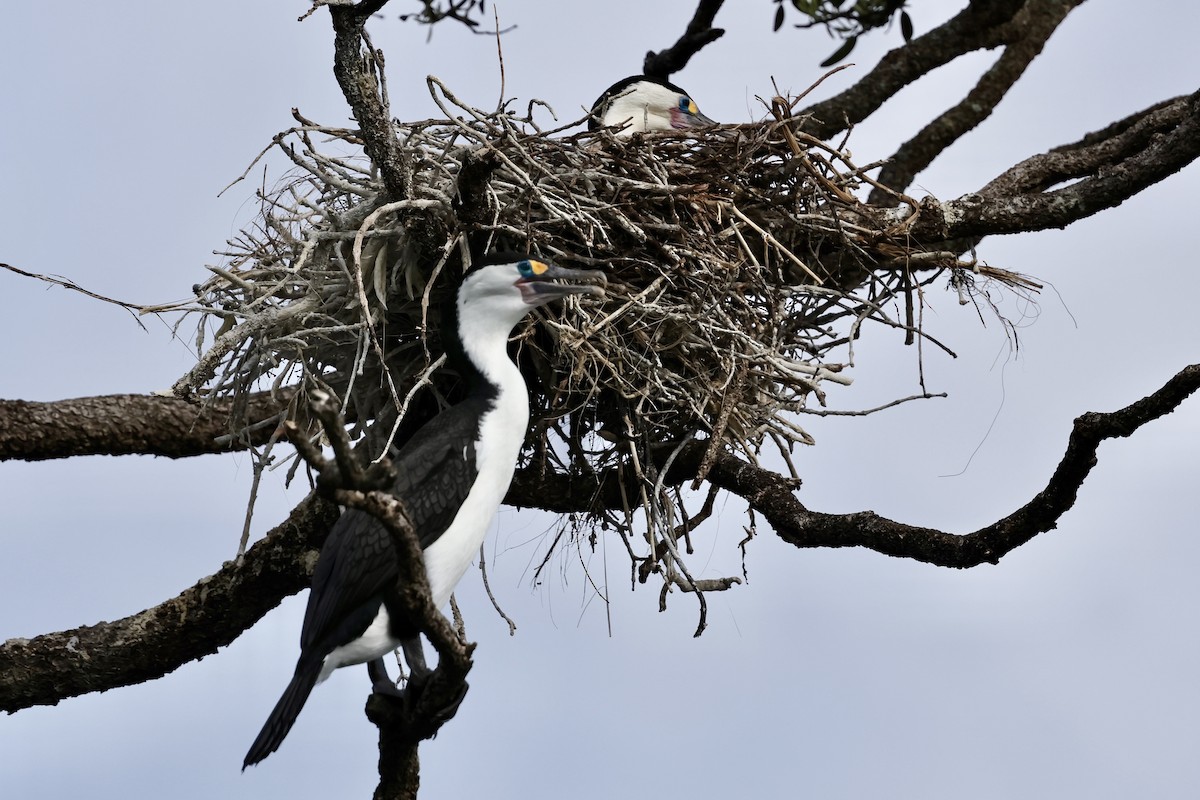 Pied Cormorant - ML610130012