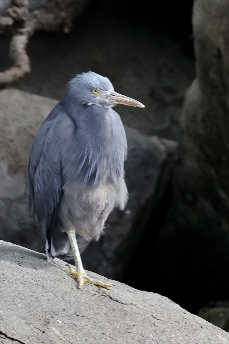 Pacific Reef-Heron - Anonymous