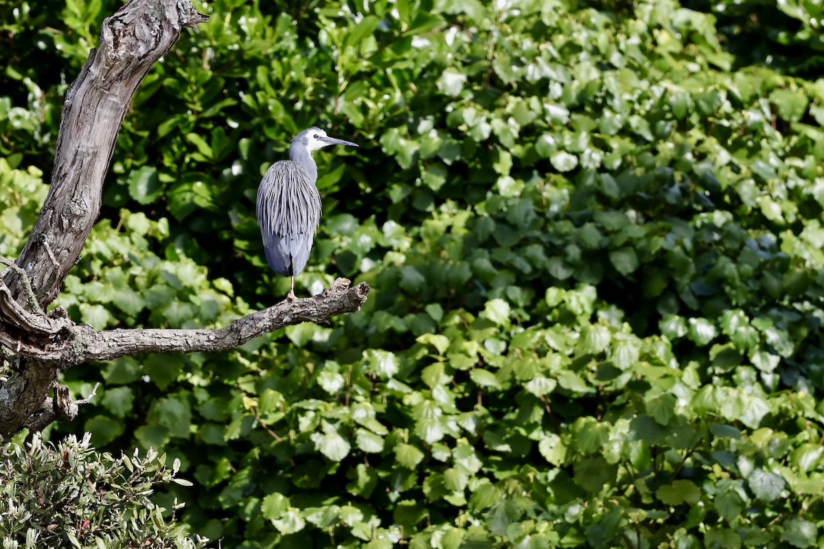 White-faced Heron - ML610130015