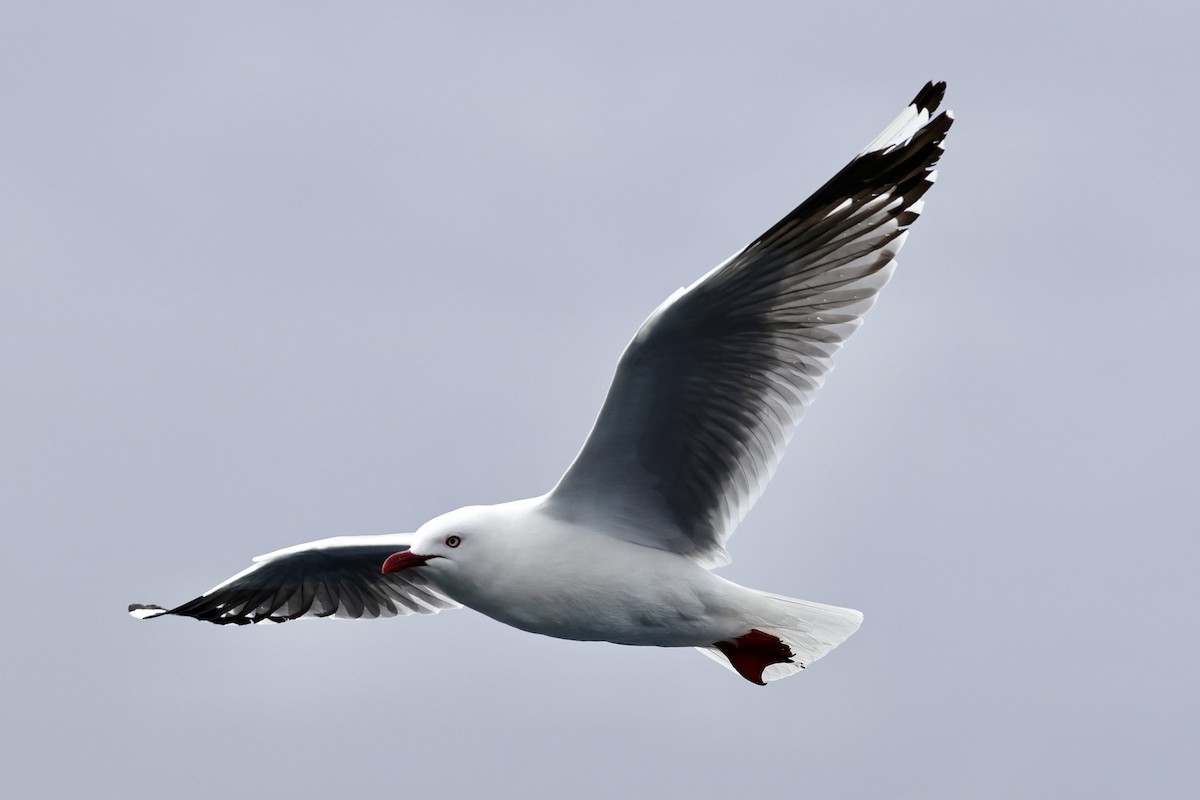 Silver Gull - ML610130029