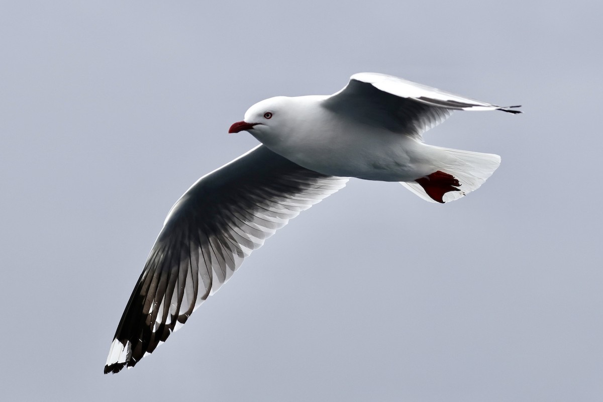 Silver Gull - ML610130030