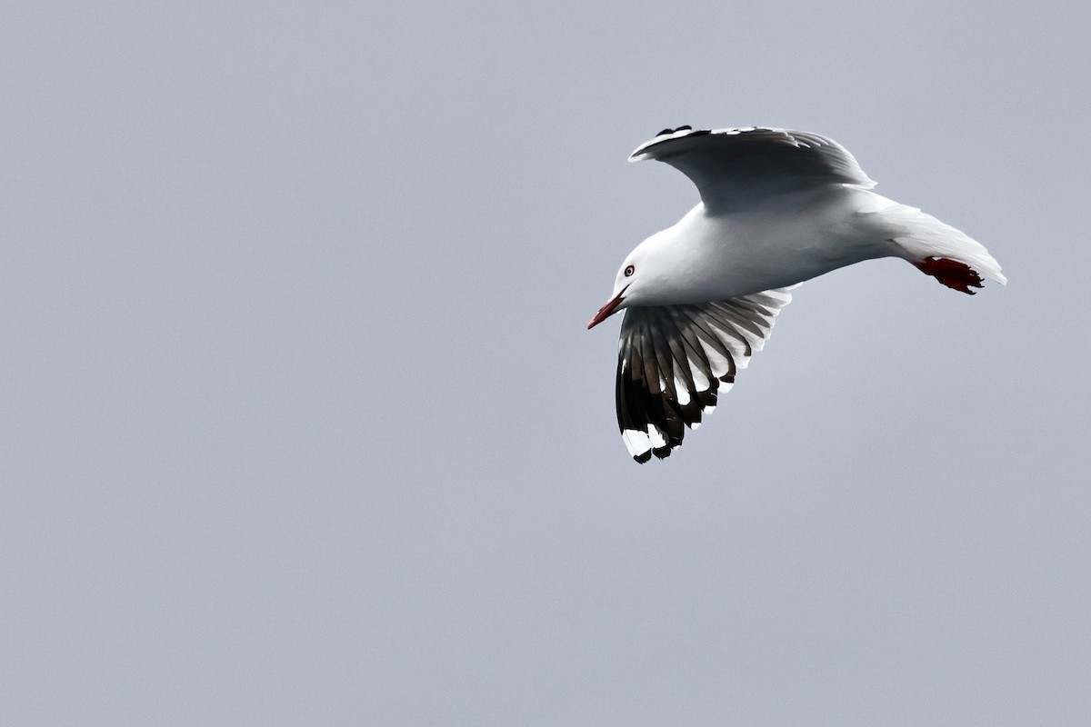 Silver Gull - ML610130031