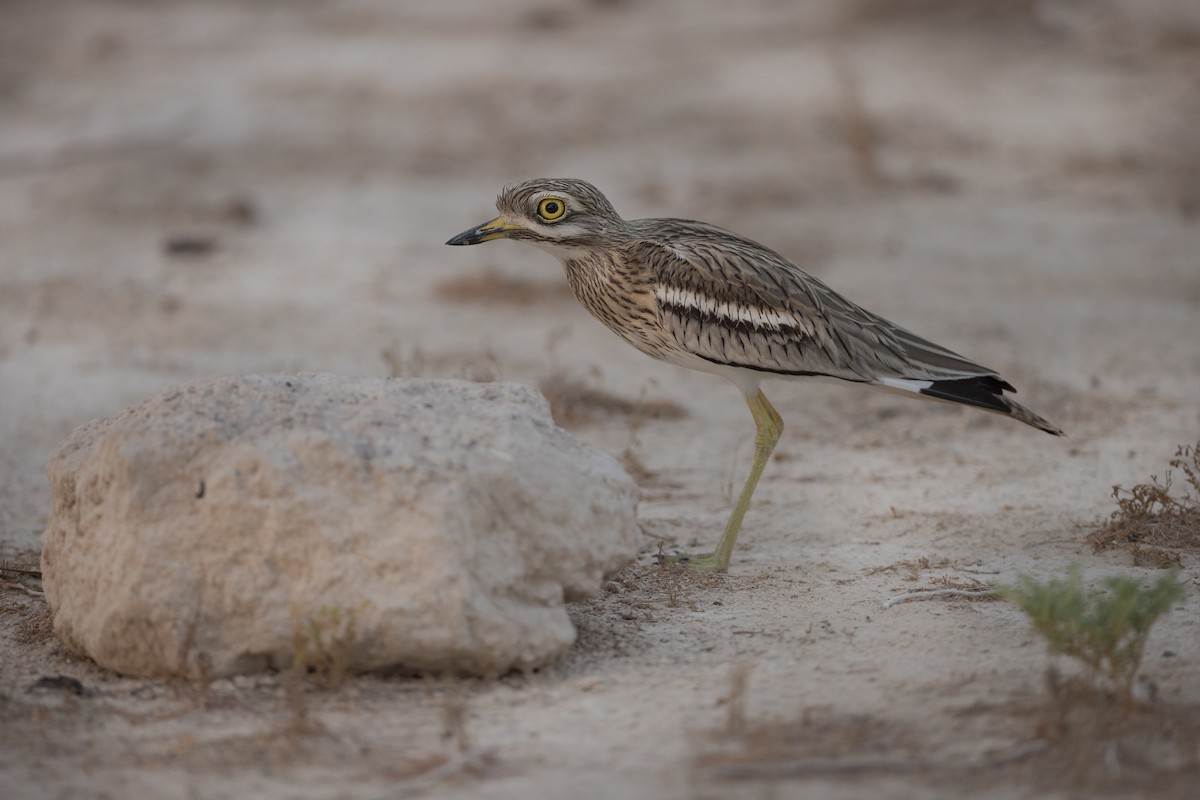 Eurasian Thick-knee - ML610130044