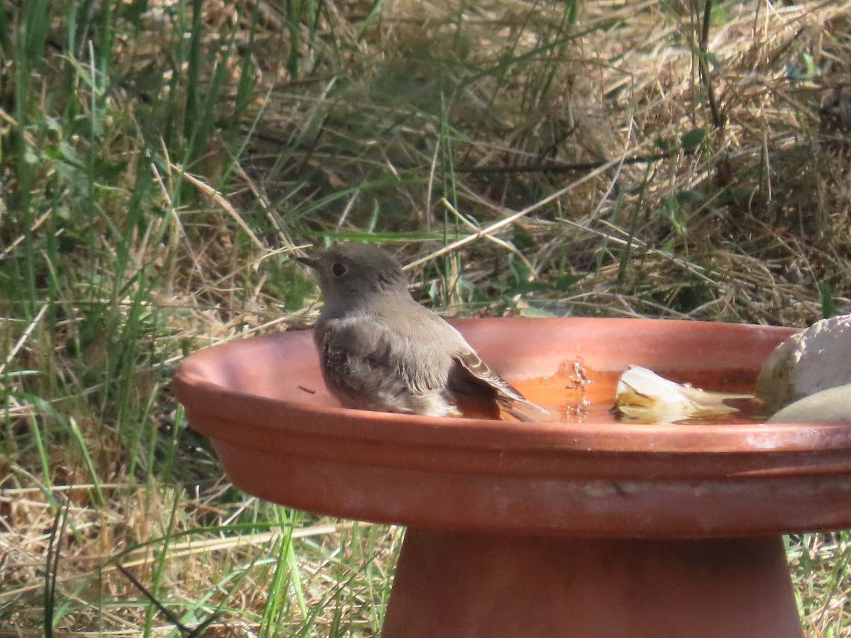 Black Redstart - ML610130278