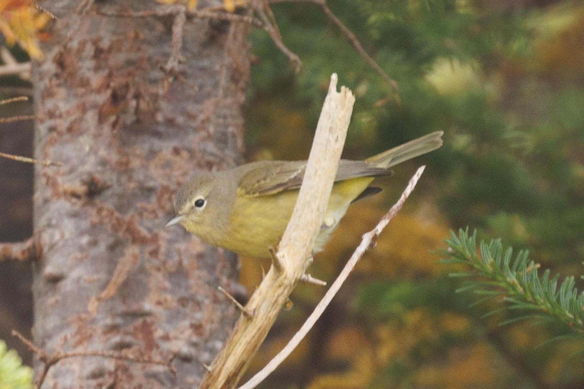 Orange-crowned Warbler - Ethel Dempsey