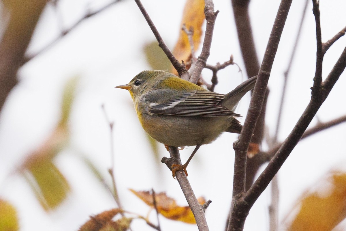 Parula Norteña - ML610130352