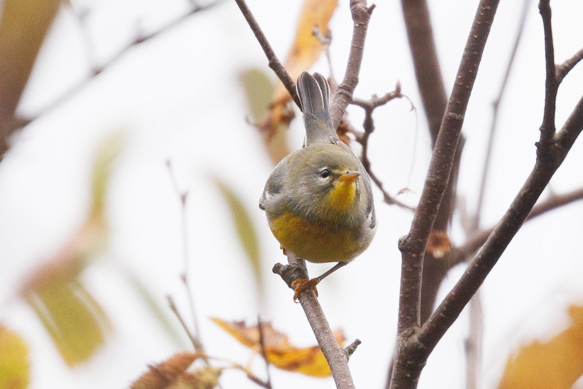 Parula Norteña - ML610130354