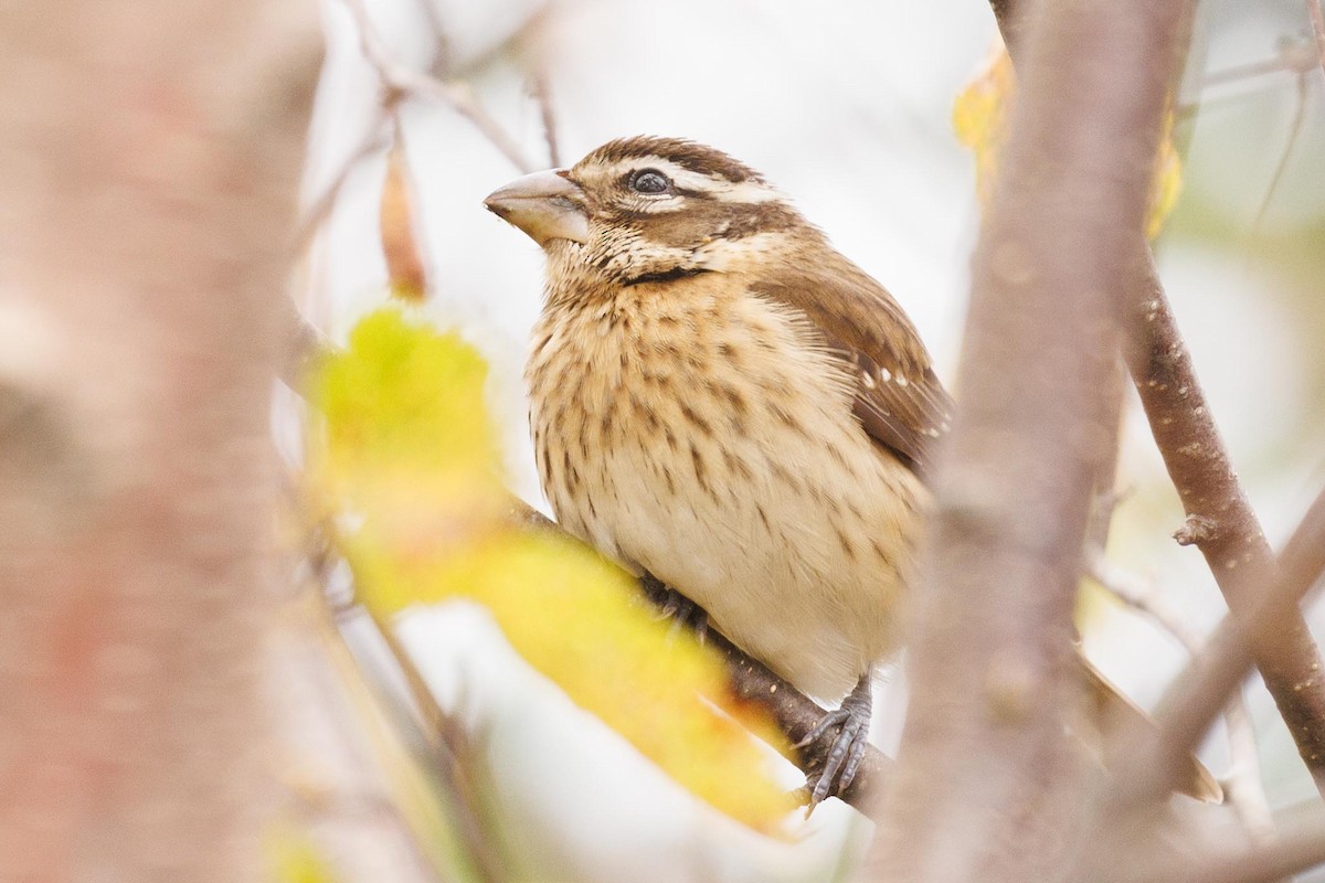 Rose-breasted Grosbeak - ML610130362