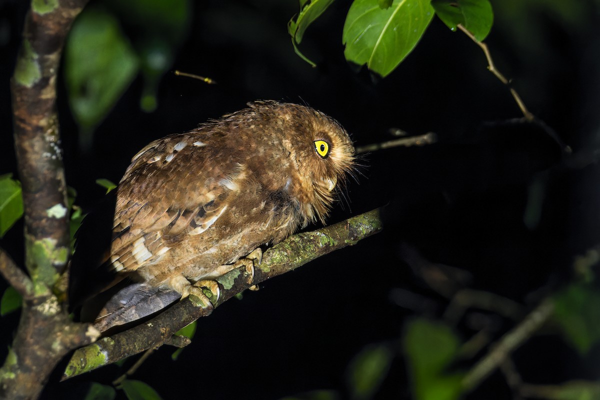 Mountain Scops-Owl - Wich’yanan Limparungpatthanakij